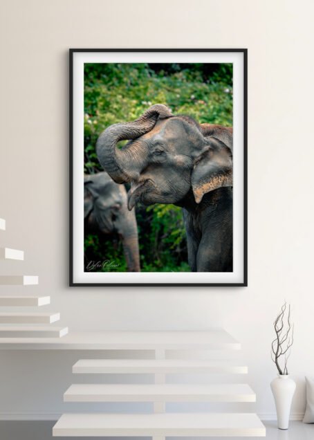 Eléphant - Image 2