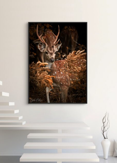 Cerf - Image 3