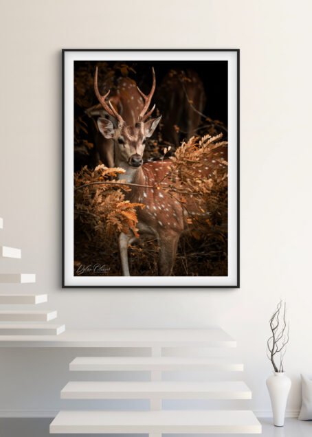 Cerf - Image 2
