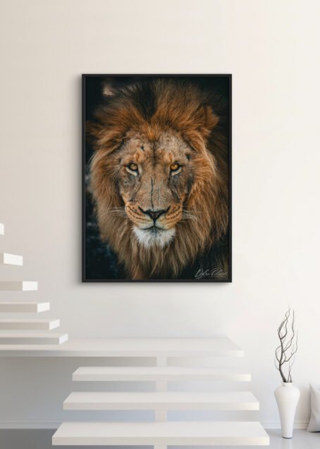 Lion - Image 3