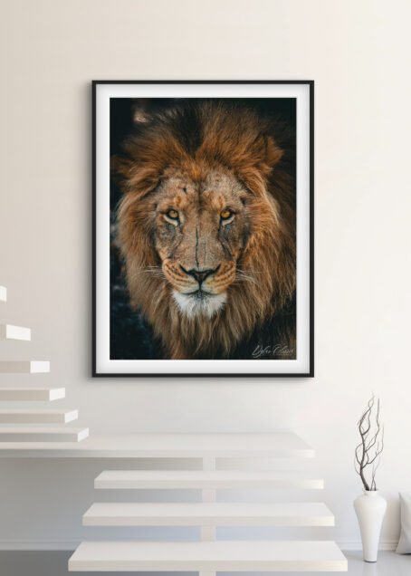 Lion - Image 2