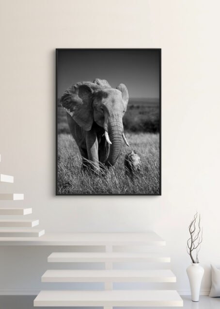 Eléphants - Image 3