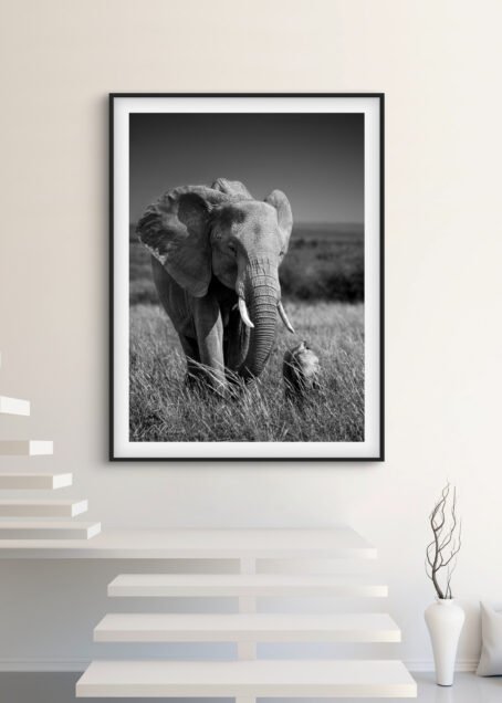 Eléphants - Image 2