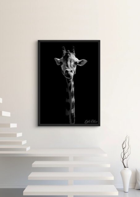 Girafe - Image 3