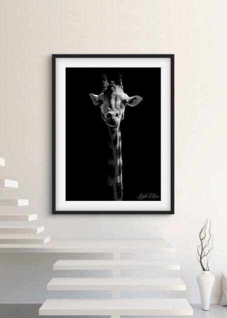 Girafe - Image 2