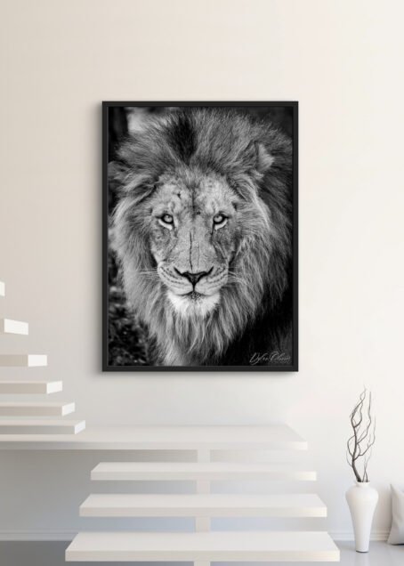 Lion - Image 3
