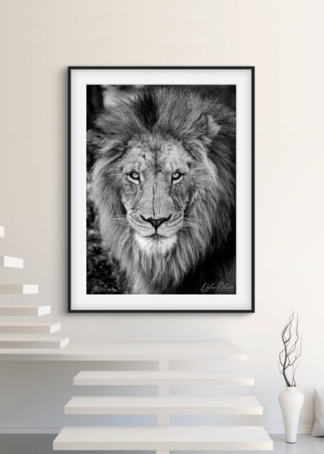 Lion - Image 2