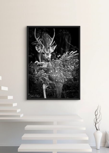 Cerf - Image 3