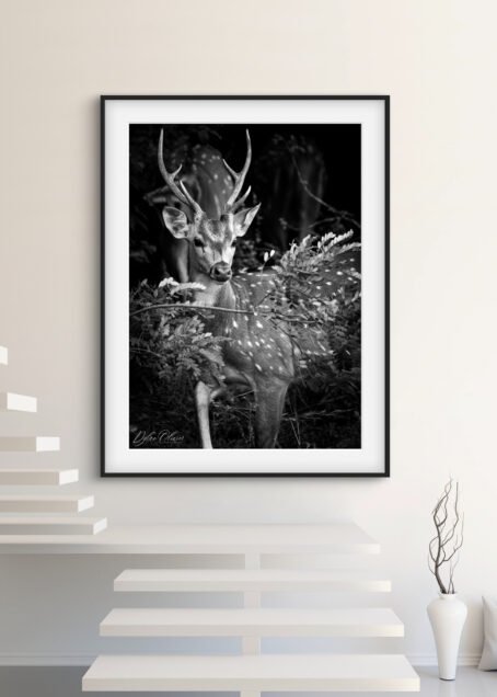 Cerf - Image 2