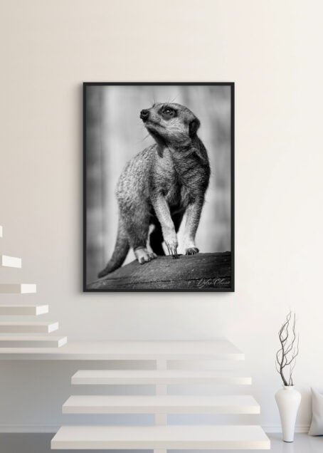 Suricate - Image 3
