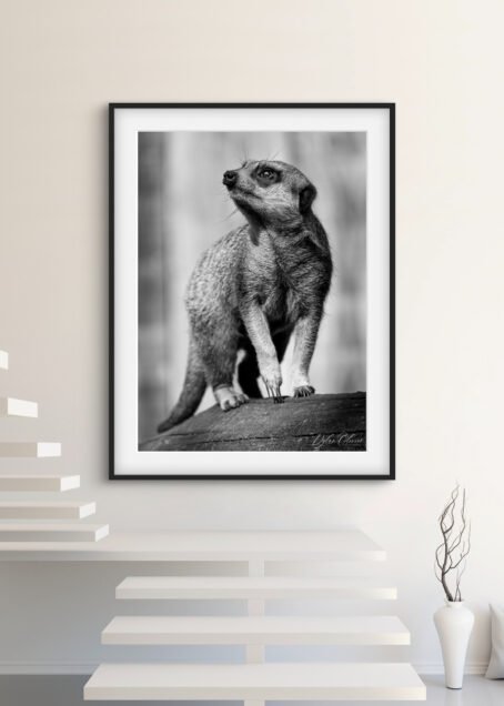 Suricate - Image 2