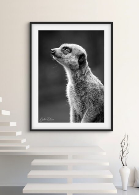 Suricate - Image 2