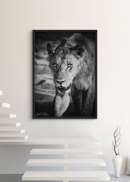 Lion - Image 3
