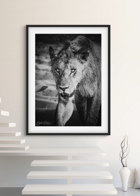 Lion - Image 2
