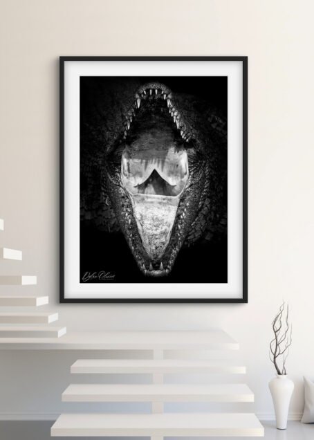 Crocodile - Image 2