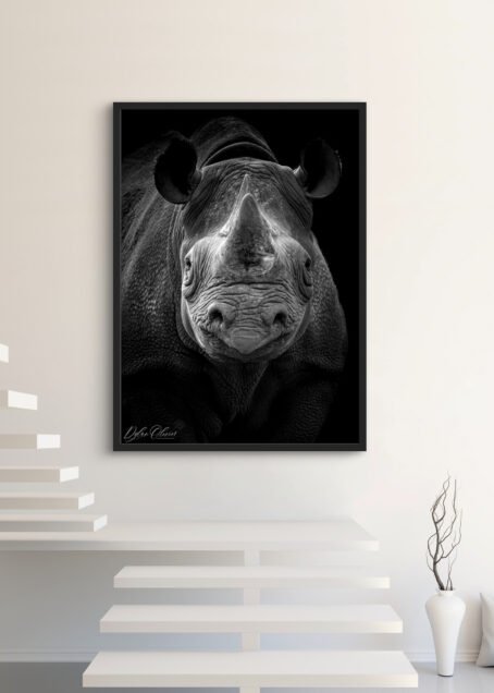 Rhinocéros - Image 3