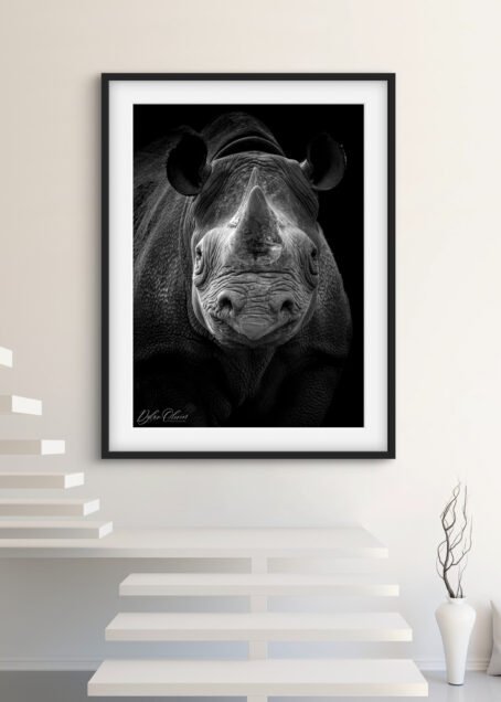 Rhinocéros - Image 2