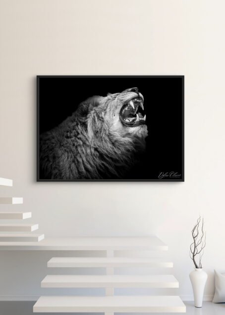 Lion - Image 3