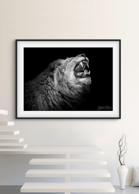 Lion - Image 2