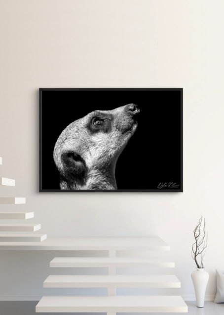 Suricate - Image 3