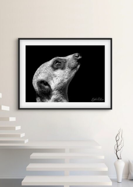 Suricate - Image 2