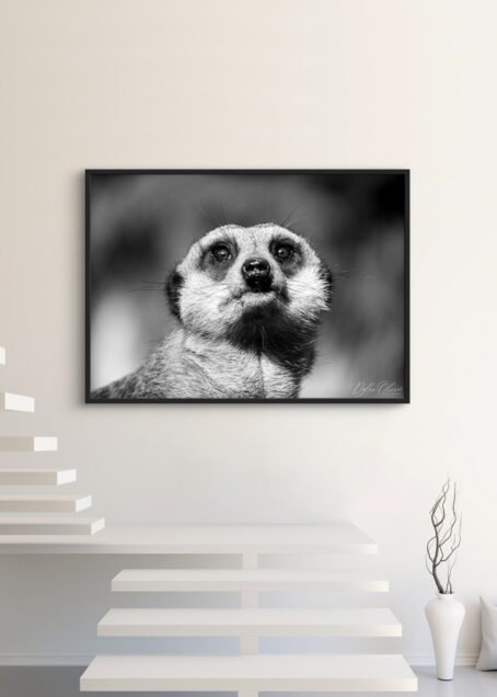 Suricate - Image 3