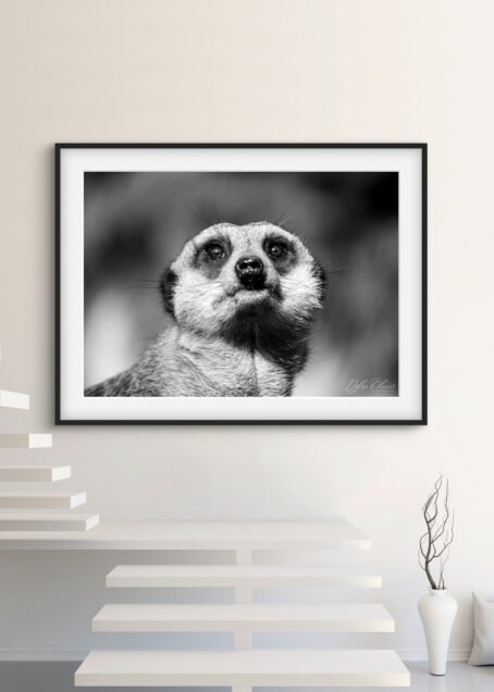 Suricate - Image 2