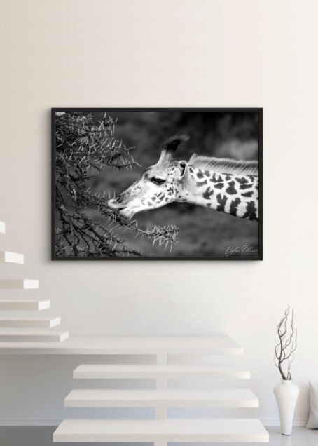 Girafe - Image 3