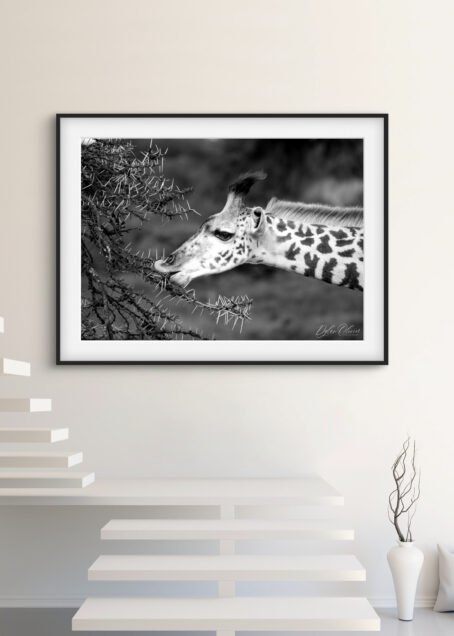 Girafe - Image 2