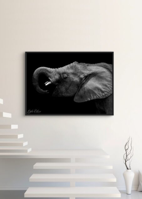Eléphant - Image 3