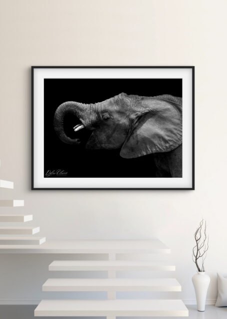 Eléphant - Image 2