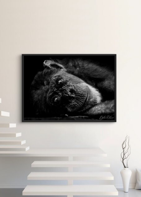 Chimpanzé - Image 3