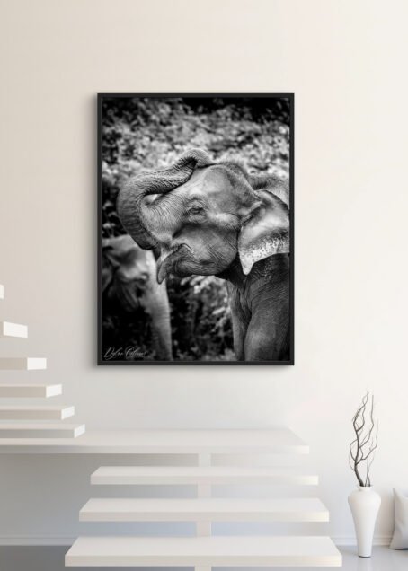 Eléphant - Image 3