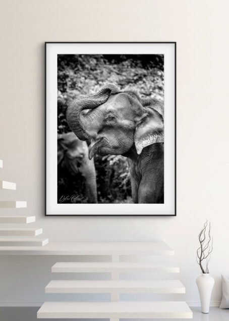 Eléphant - Image 2
