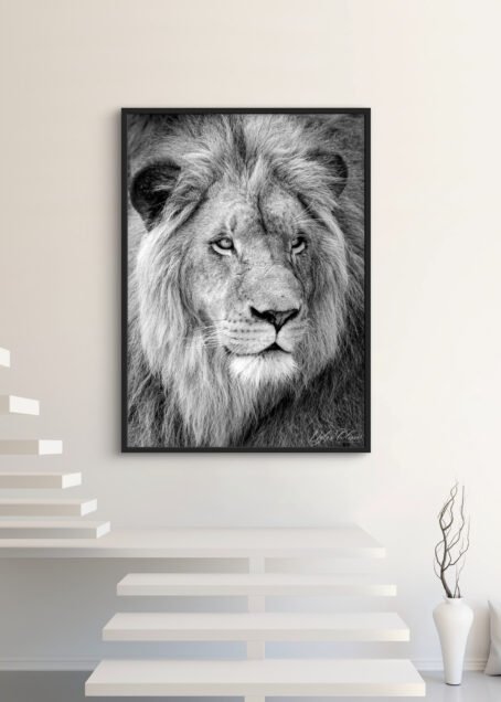 Lion - Image 3