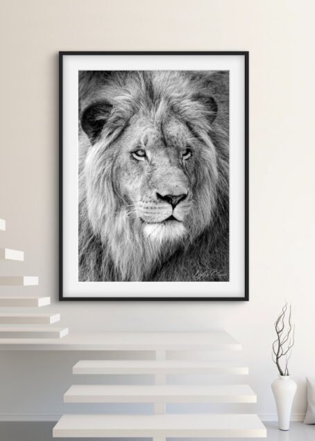 Lion - Image 2
