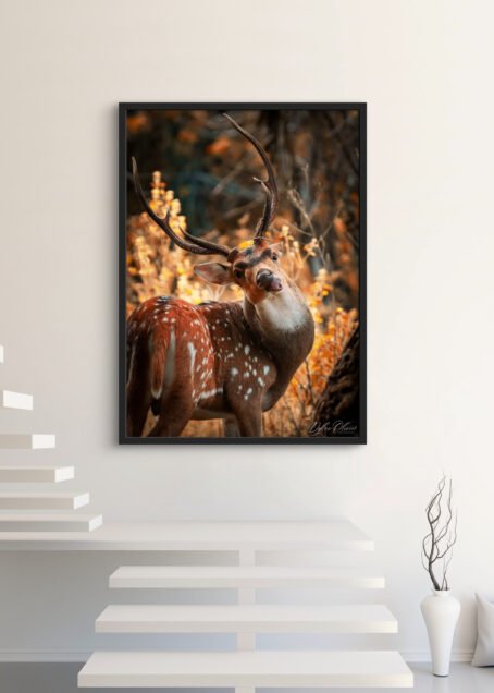 Cerf - Image 3