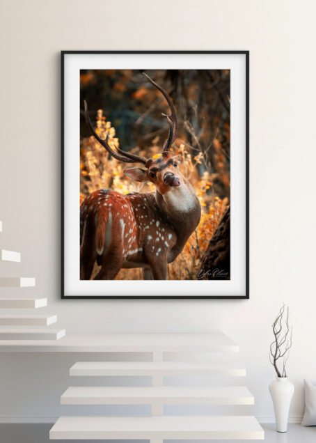 Cerf - Image 2