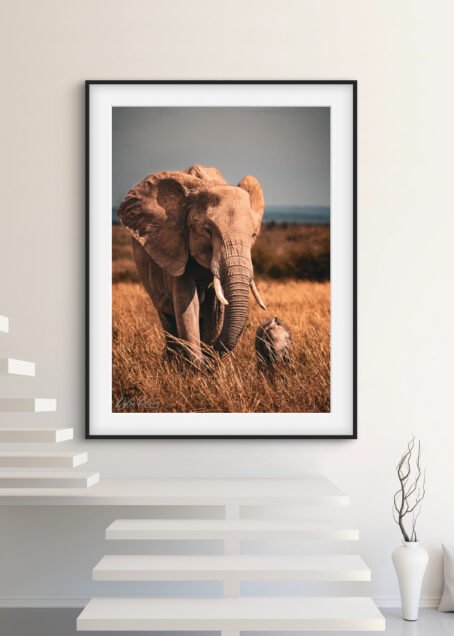 Eléphants - Image 2
