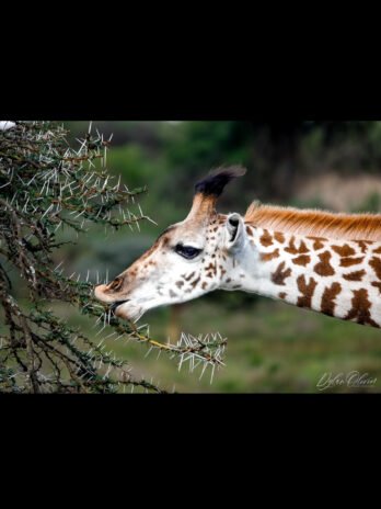 Girafe