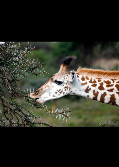Girafe