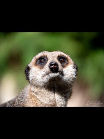 Suricate