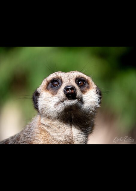 Suricate