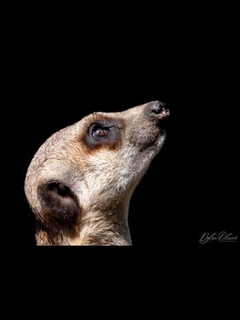 Suricate