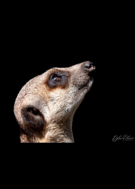 Suricate