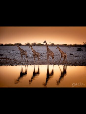 Girafes