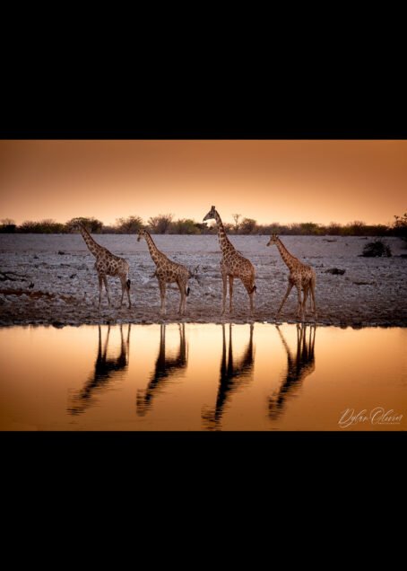 Girafes