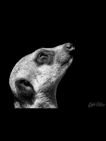 Suricate