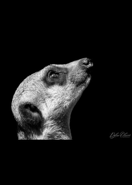 Suricate