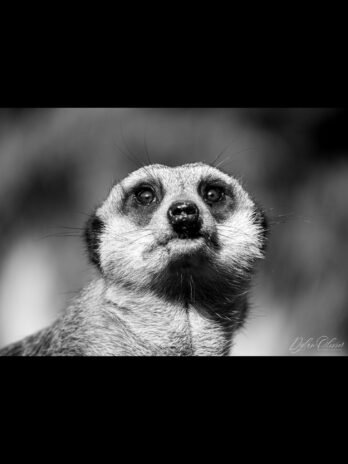 Suricate